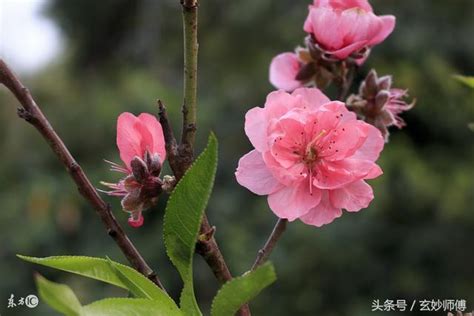 爛桃花變正桃花|桃花運的爛桃花是什麼意思？如何化解爛桃花？如何增。